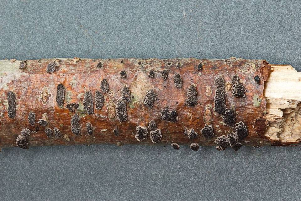 Stromatocyphella conglobata image