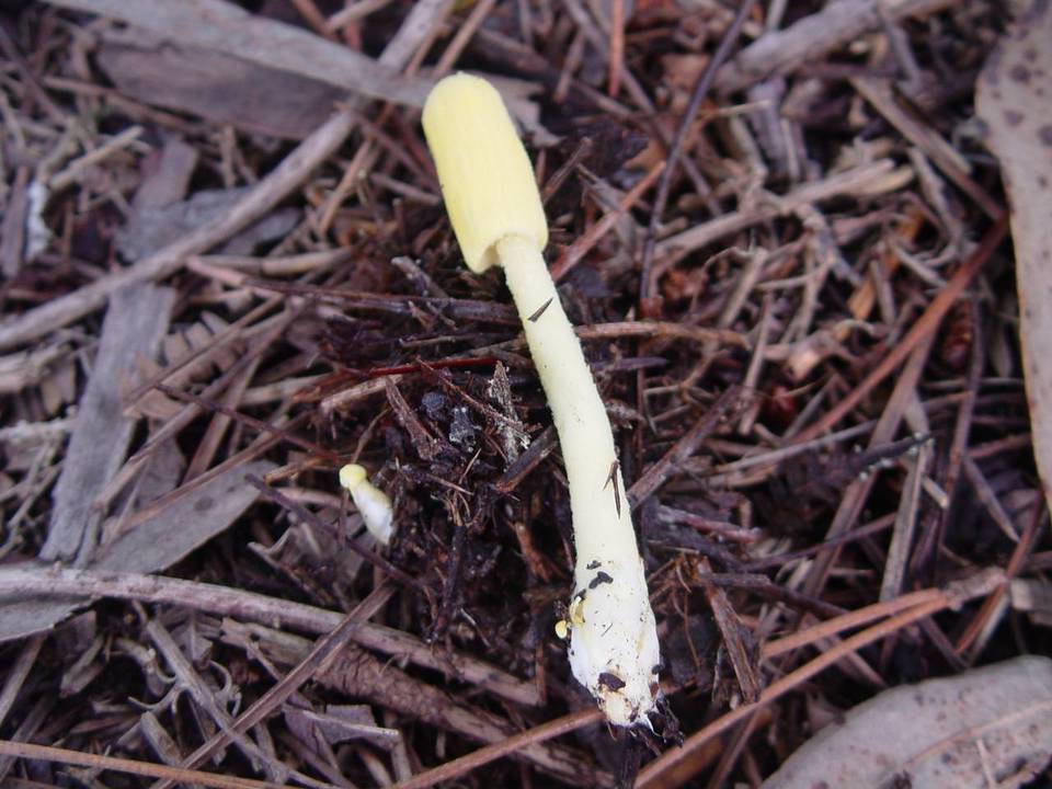 Leucocoprinus castroi image