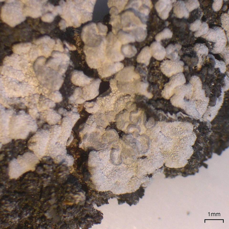 Toninia alutacea image