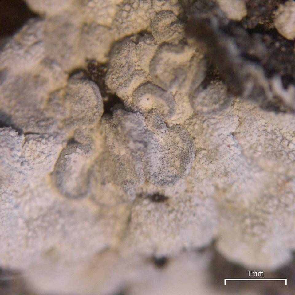 Toninia alutacea image