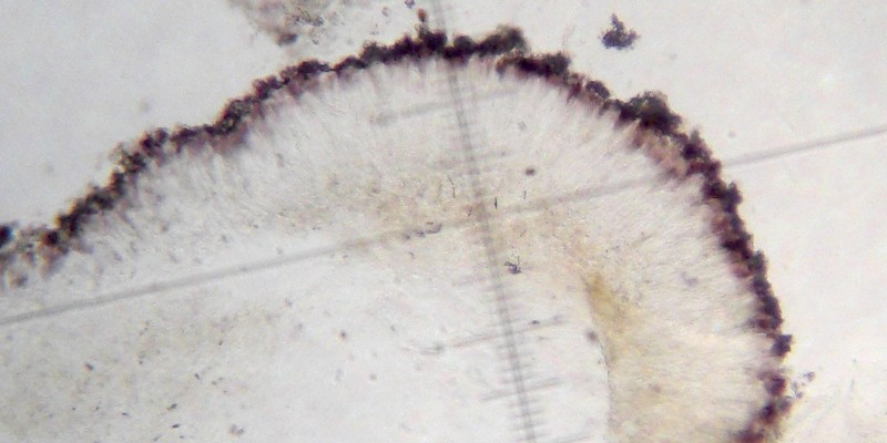 Toninia alutacea image