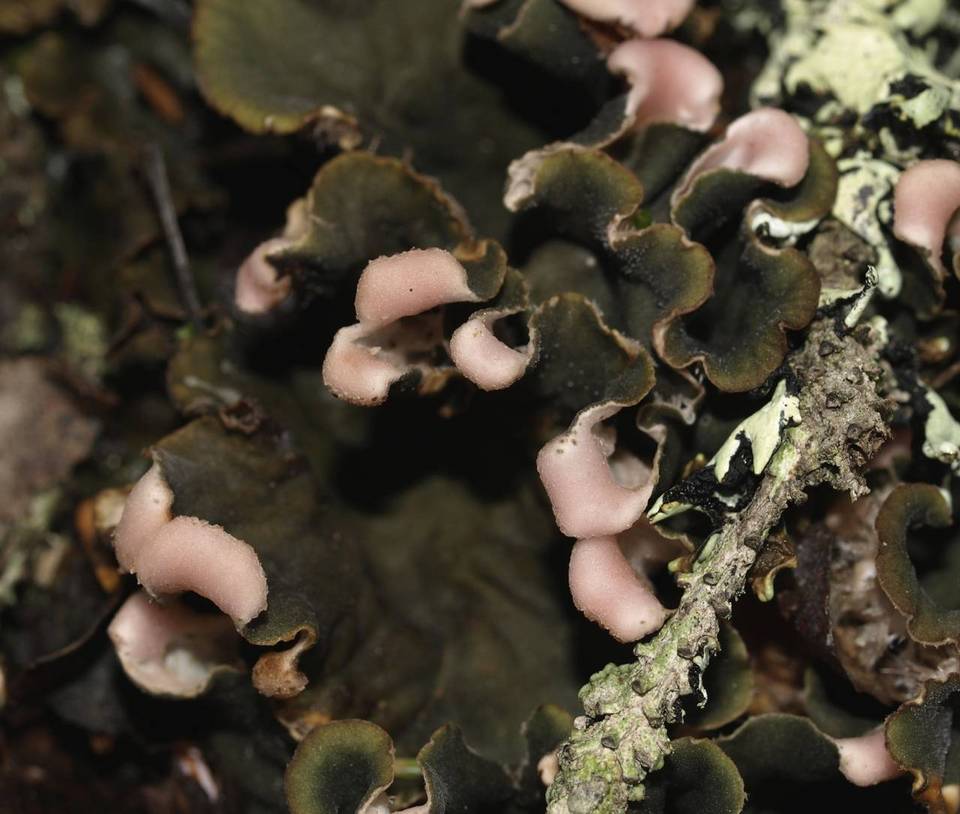 Peltigera retifoveata image