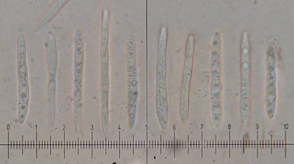 Toninia alutacea image
