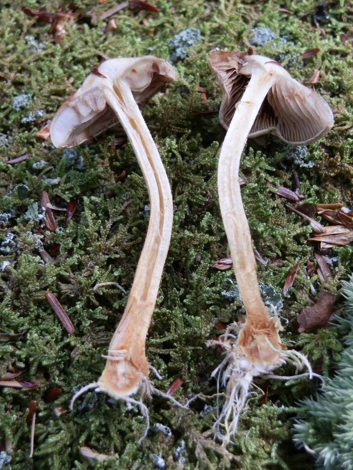 Pholiota sphagnicola image