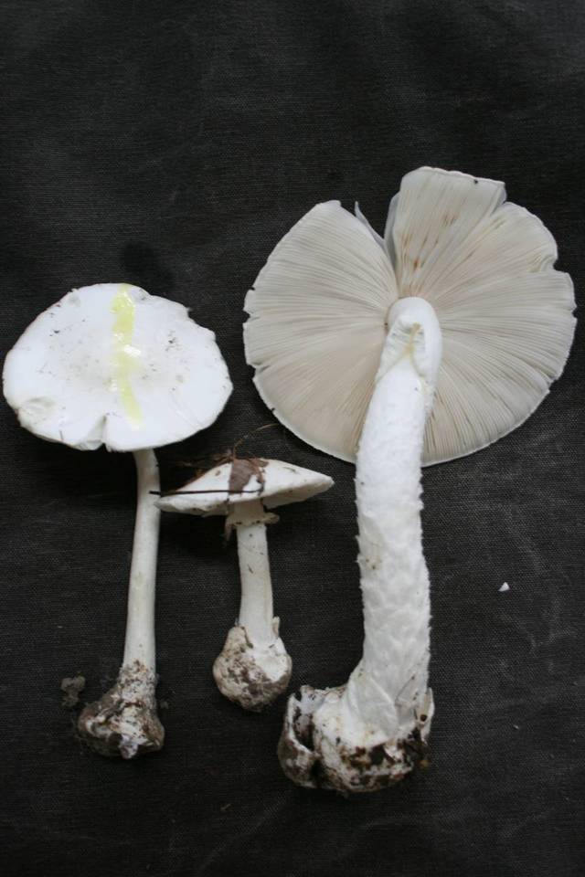 Amanita suballiacea image