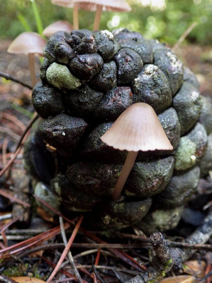 Mycena seynesii image