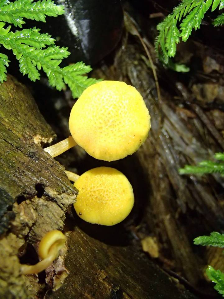 Gymnopilus chrysopellus image