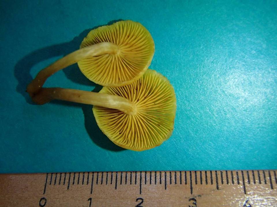 Gymnopilus chrysopellus image