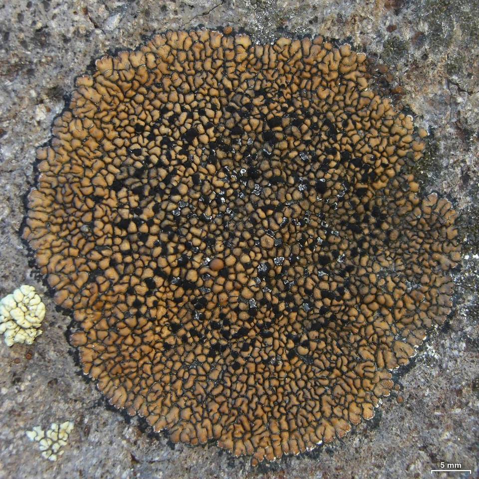 Lecidea perlatolica image