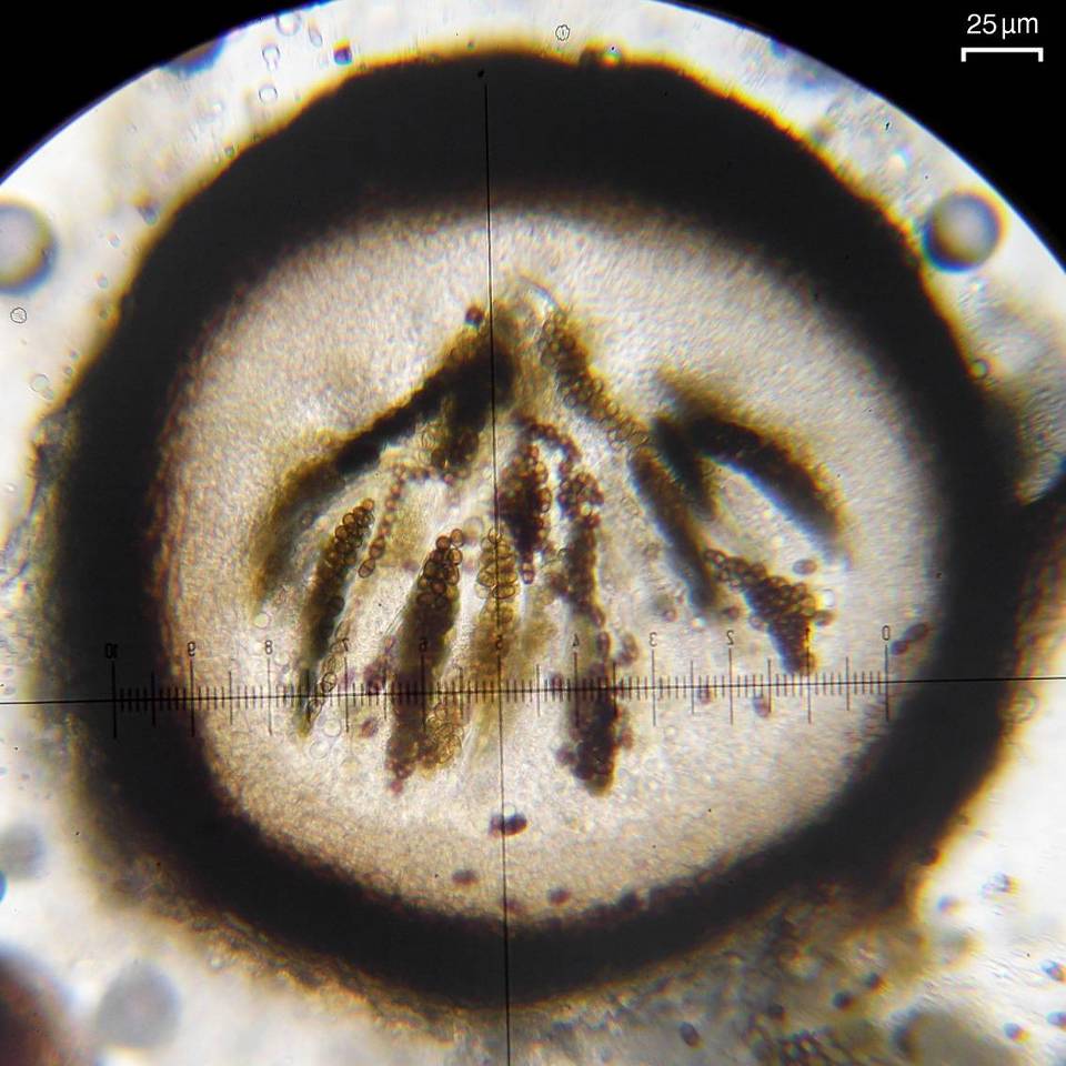 Muellerella ventosicola image