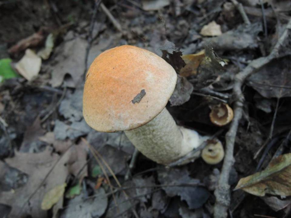 Leccinum pseudoinsigne image