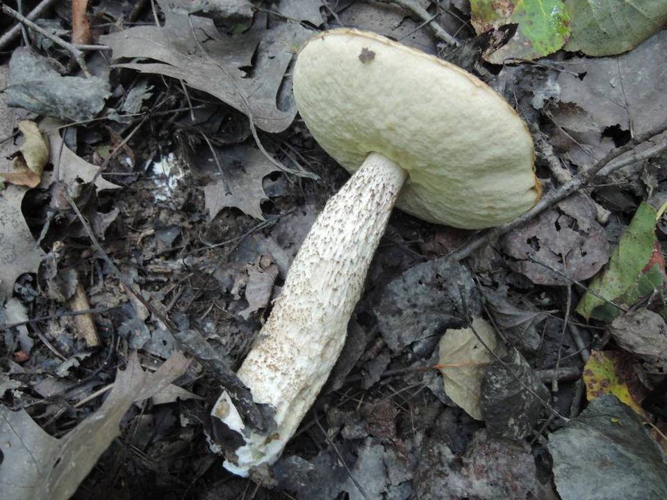 Leccinum pseudoinsigne image