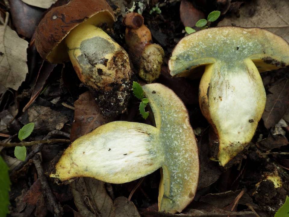 Lanmaoa fragrans image