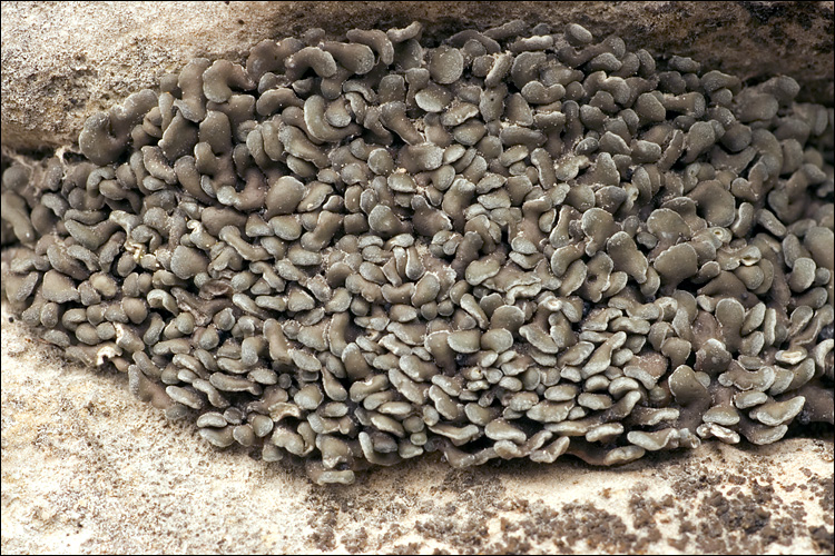 Endocarpon pulvinatum image