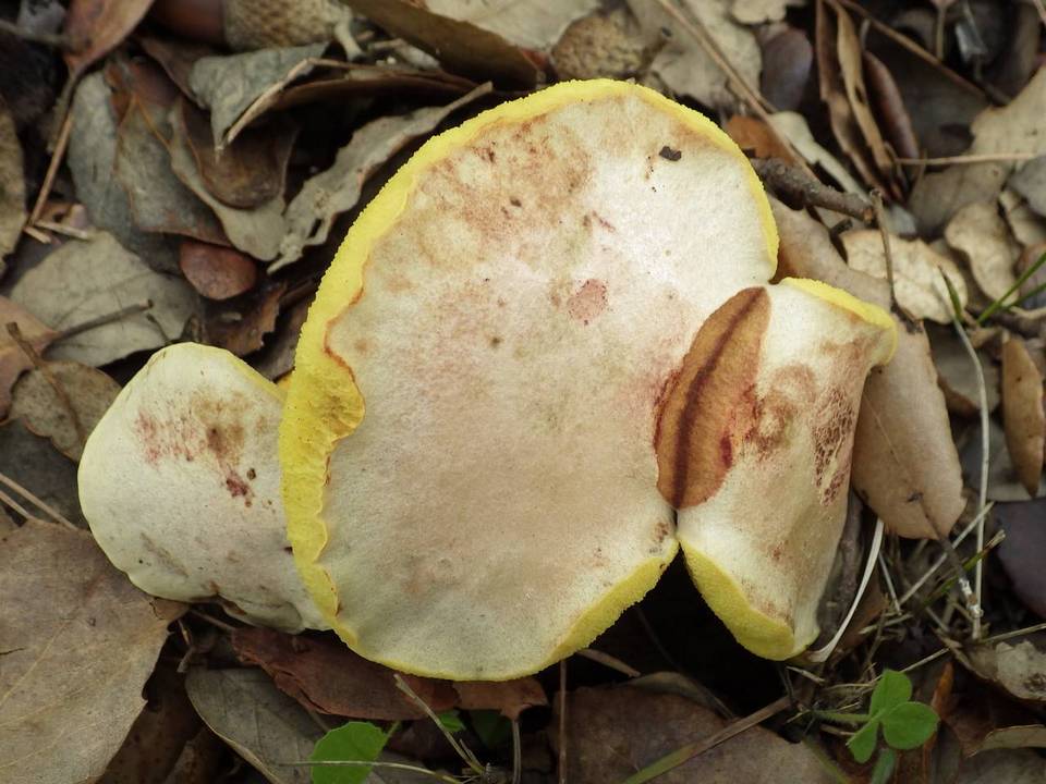Boletus roseoalbidus image