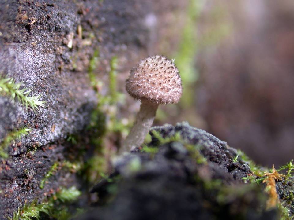 Cystoagaricus hirtosquamulosus image