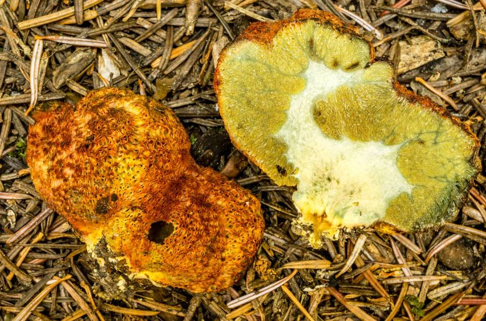 Gastroboletus ruber image