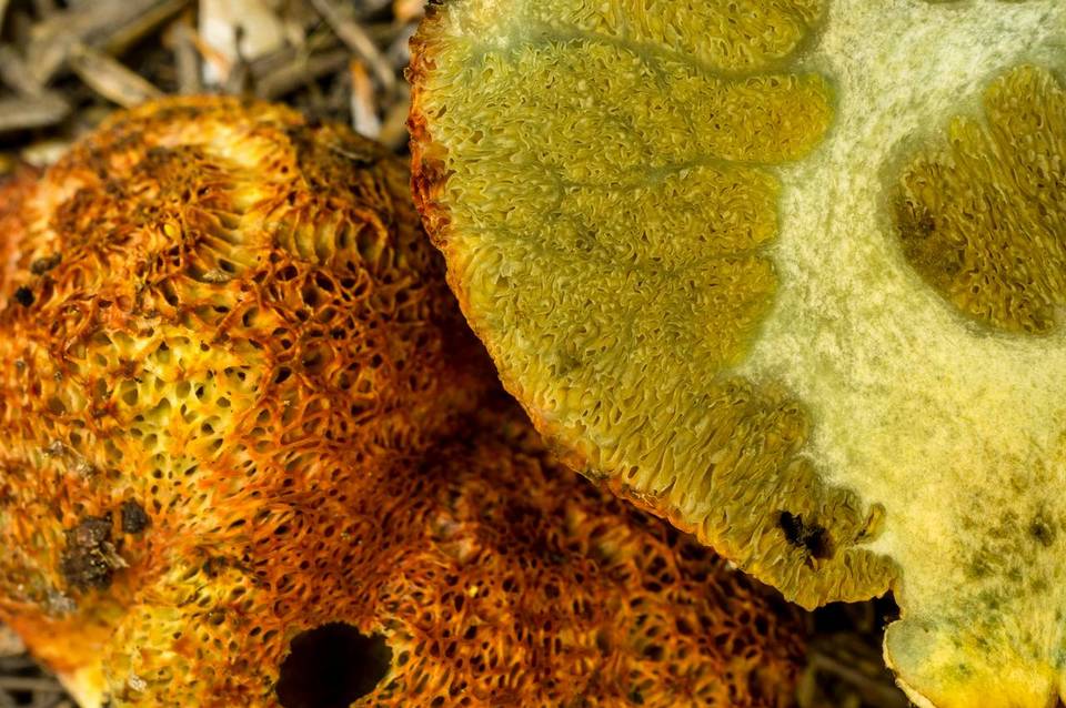 Gastroboletus ruber image