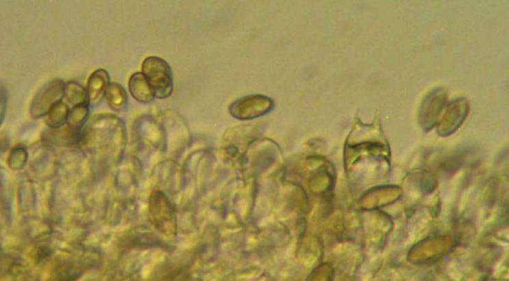 Gastroboletus ruber image