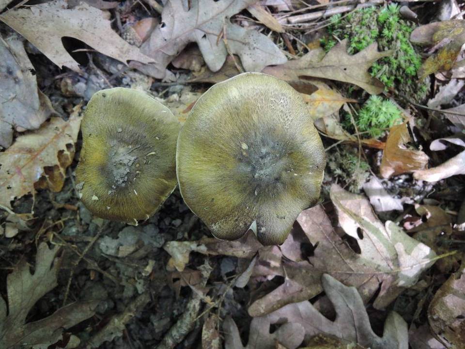 Tricholoma viridilutescens image