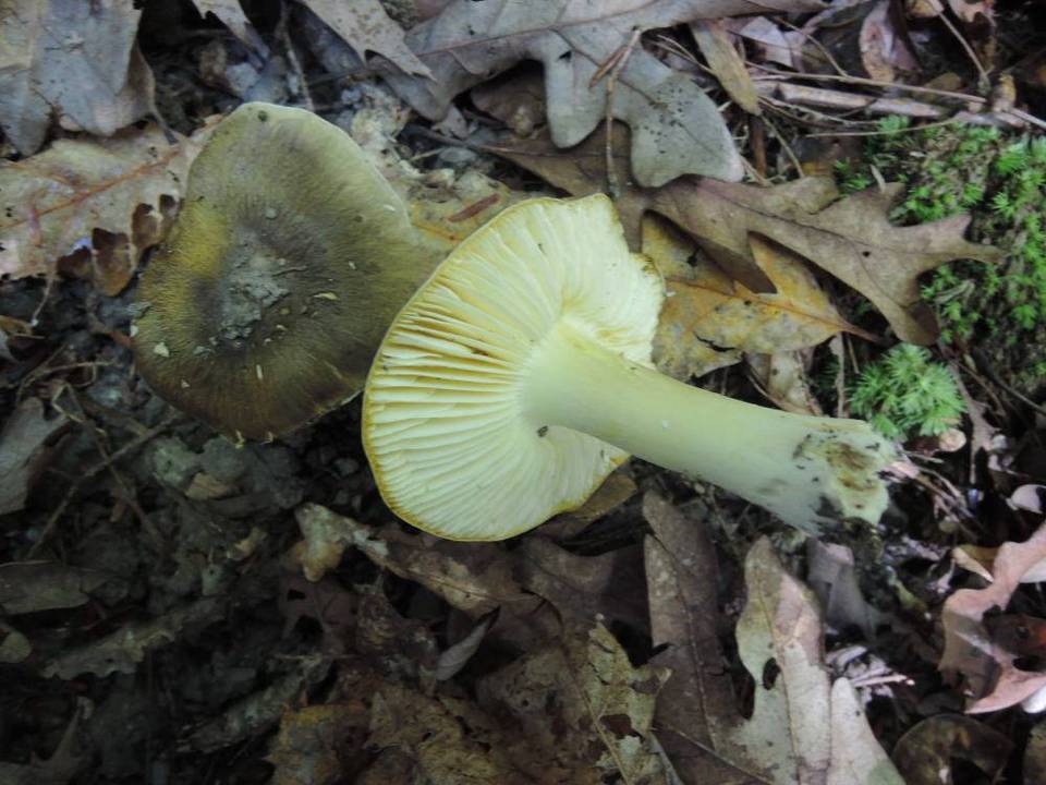 Tricholoma viridilutescens image
