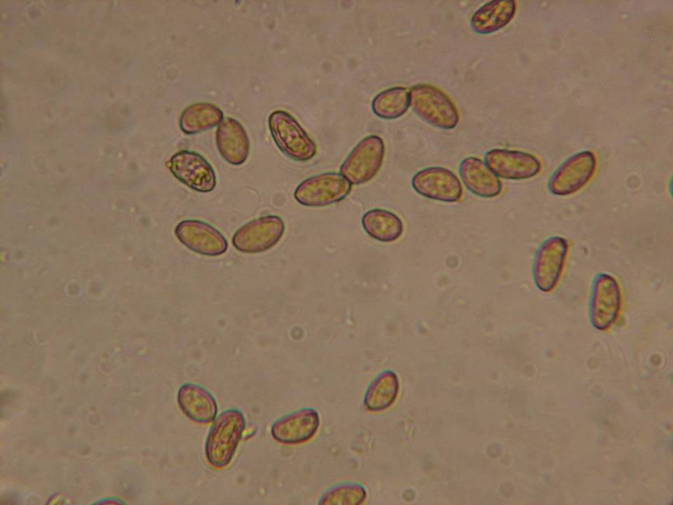 Inocybe terrigena image