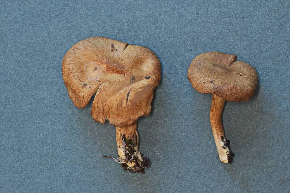 Inocybe gymnocarpa image