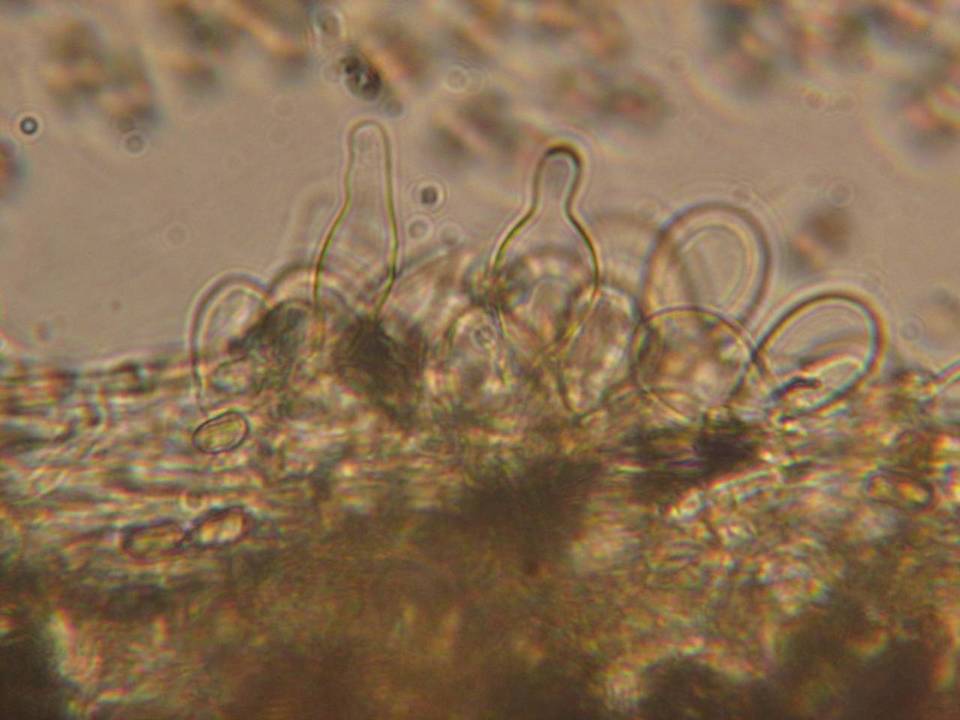Inocybe gymnocarpa image