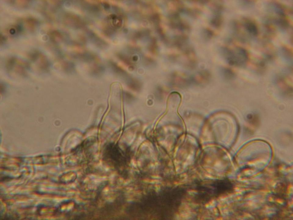 Inocybe gymnocarpa image