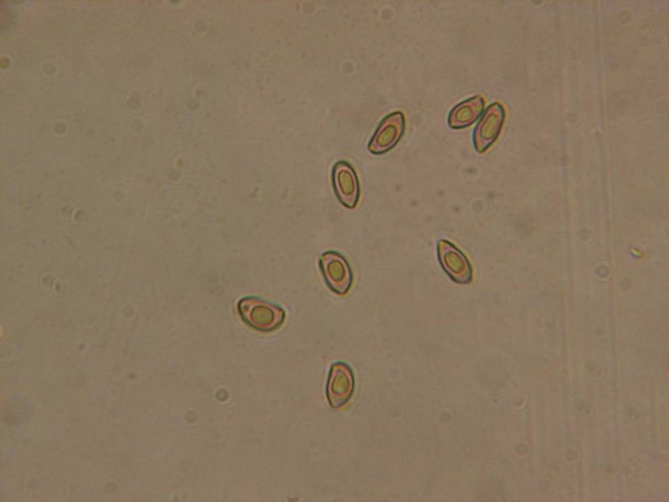 Inocybe appendiculata image
