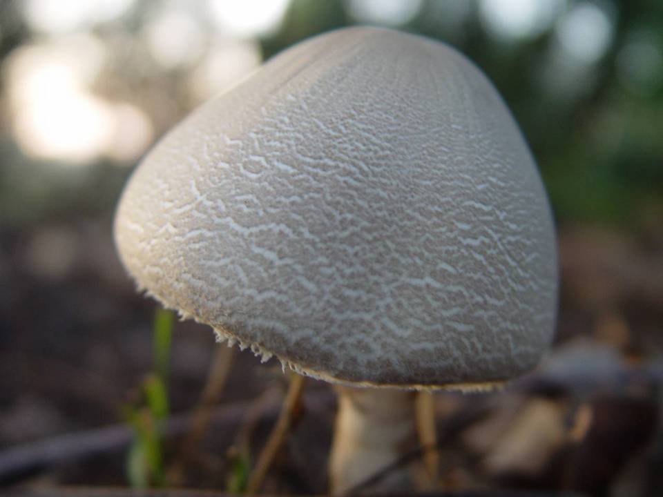 Leucoagaricus cinerascens image