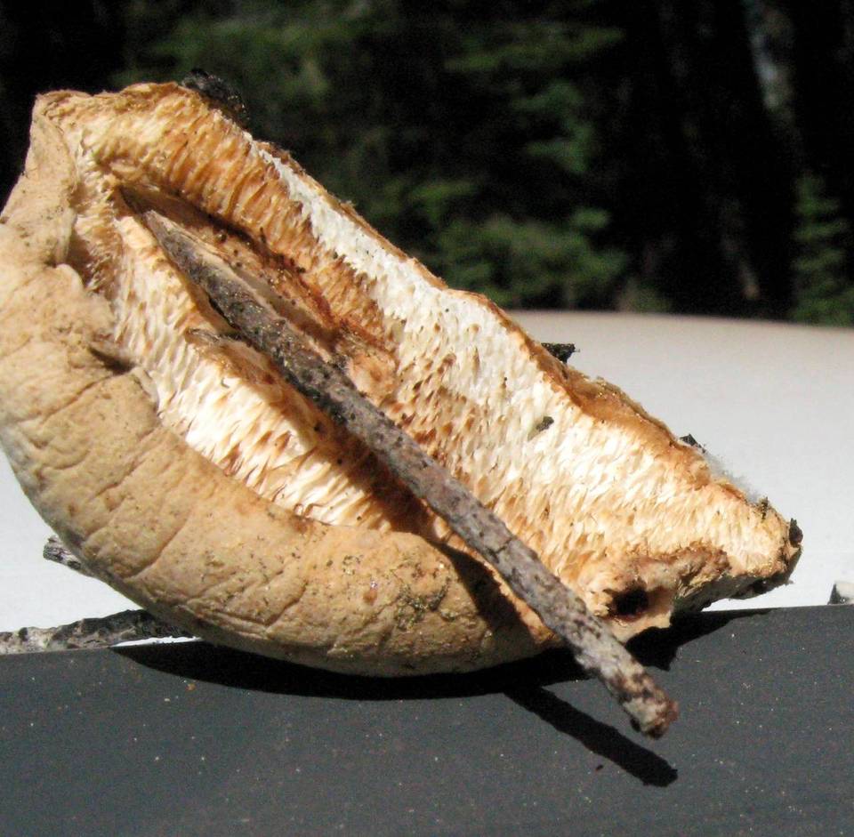 Tyromyces leucospongia image