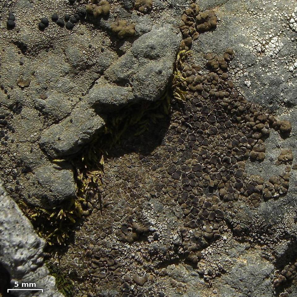 Acarospora boulderensis image