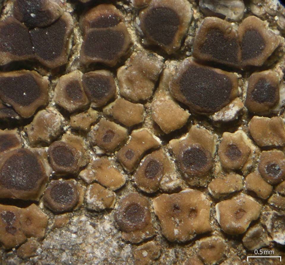 Acarospora boulderensis image