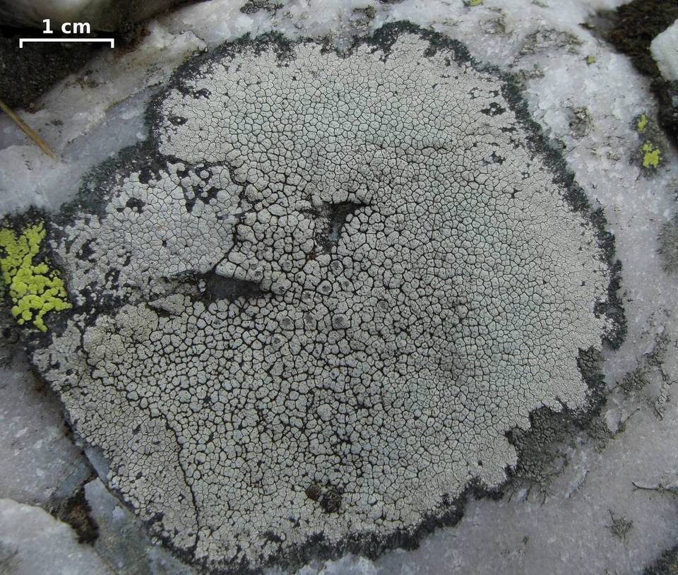 Bellemerea alpina image