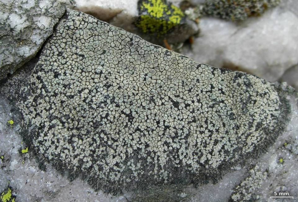 Bellemerea alpina image