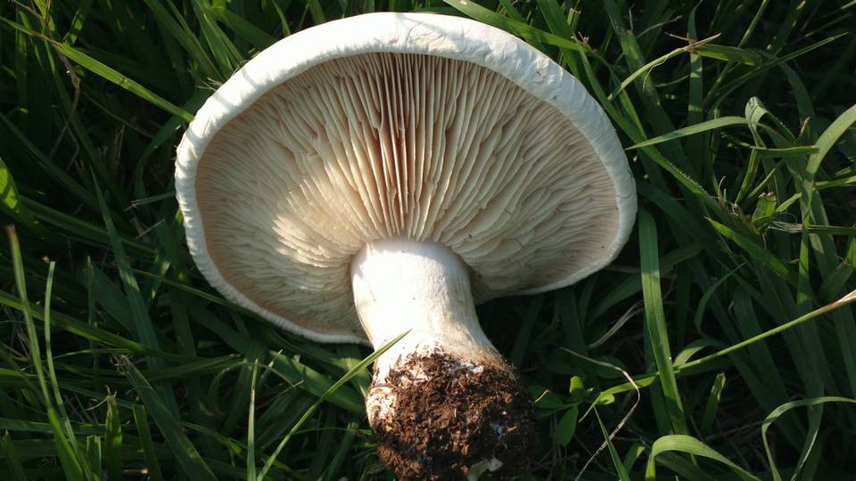 Lepista caffrorum image