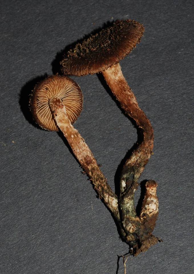 Inocybe calamistratoides image