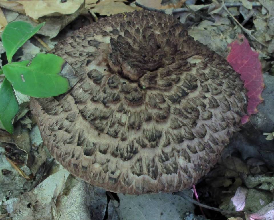 Sarcodon fennicus image
