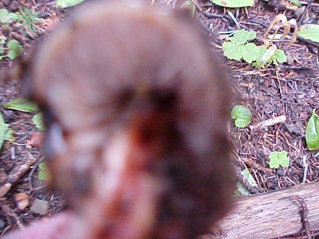 Phaeocollybia rifflipes image