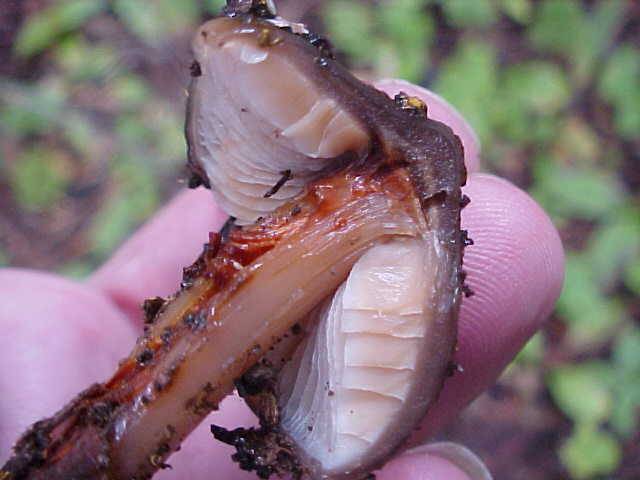 Phaeocollybia rifflipes image