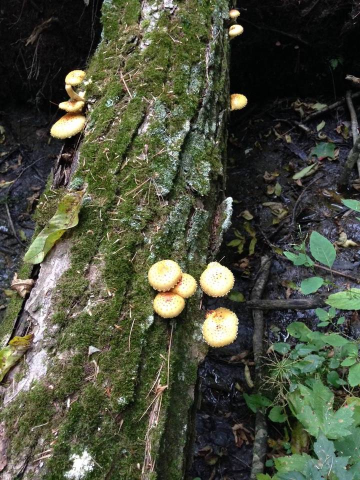 Pholiota squalida image