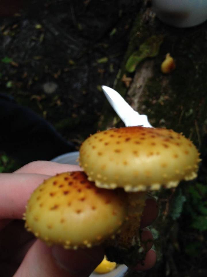 Pholiota squalida image