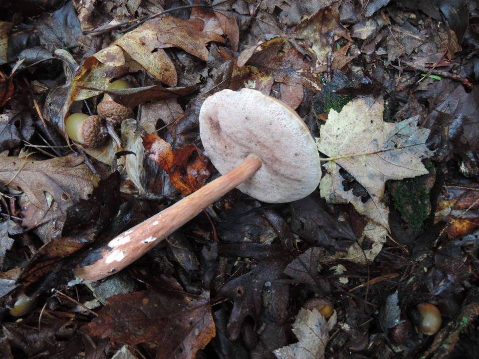 Austroboletus gracilis var. flavipes image