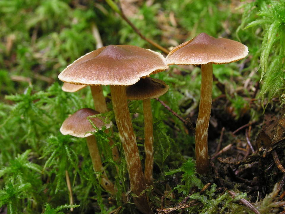 Cortinarius albovariegatus image