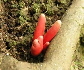 Podostroma cornu-damae image