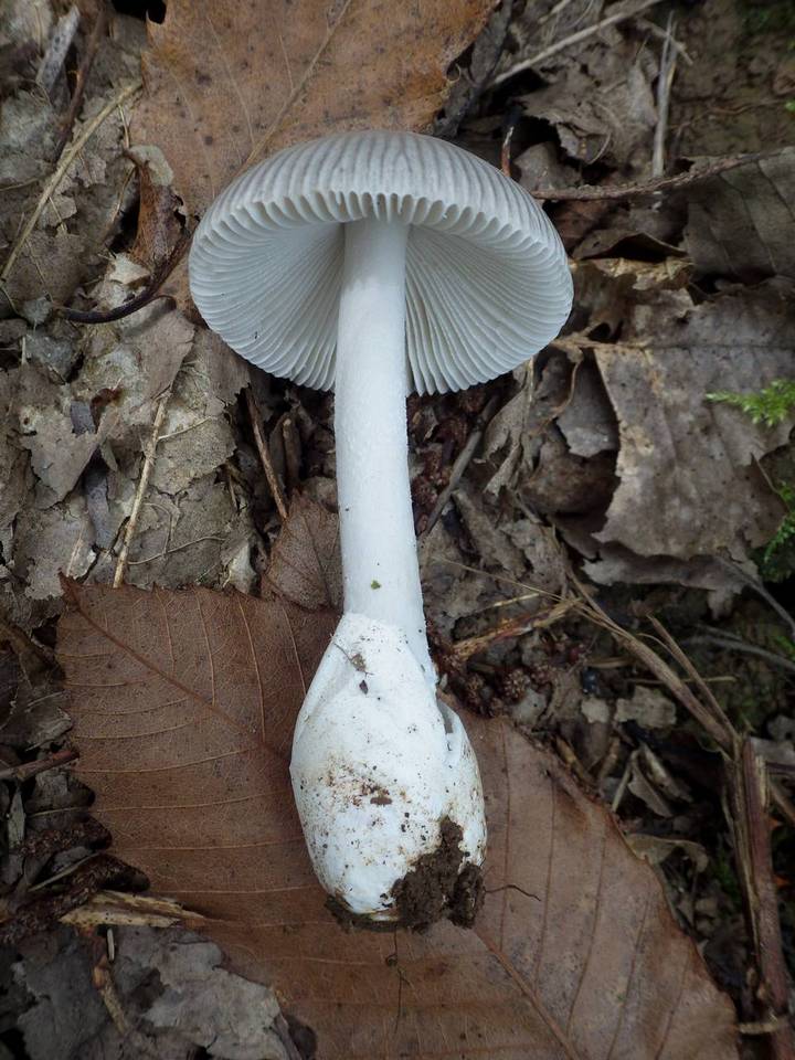 Amanita huijsmanii image