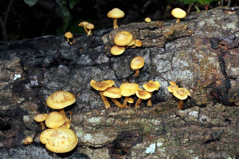 Gymnopilus praelaeticolor image