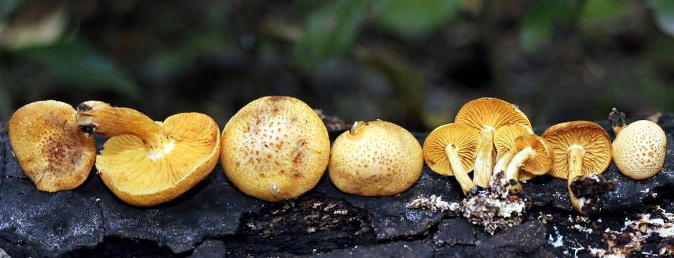 Gymnopilus praelaeticolor image