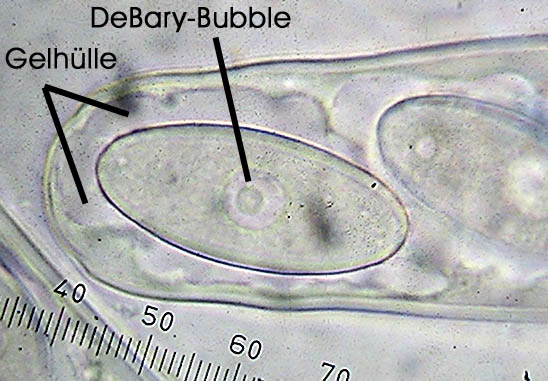 Thecotheus holmskioldii image